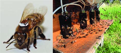 rfid honey bee